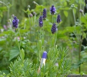 Purple Heart Lavender Infused Lip Balm
