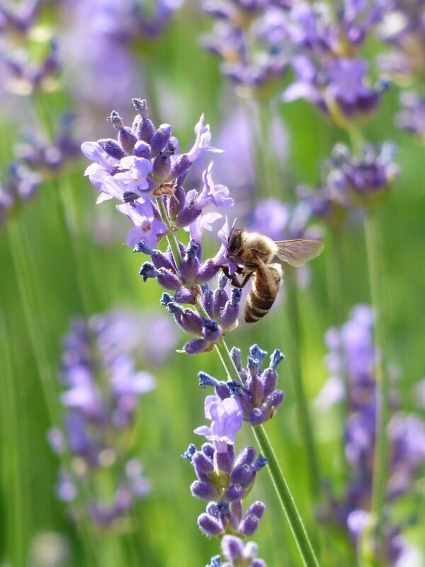 Purple Heart Lavender Infused Lip Balm - Image 2