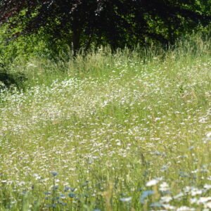 Natural Hayfever & Allergy Barrier Balm