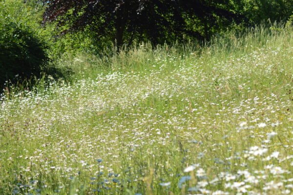 Natural Hayfever & Allergy Barrier Balm