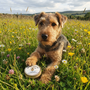 Dog with The Bee Fairy Healing Anti-Itch Balm in a wildflower meadow