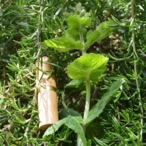 Rosemary & Peppermint Lip Balm