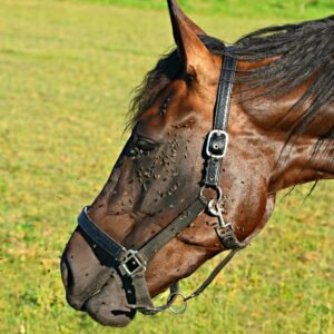 Equestrian Fly Repellent Balm