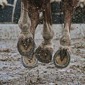Equestrian Hoof Balm