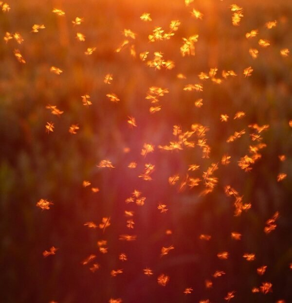 Insect & Fly Repellent Balm